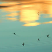 Mayfly fishing